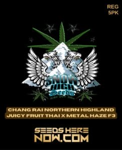 Chiang Rai Northern Highland Juicy Fruit Thai X Metal Haze F3(regular) - Snow High Seeds