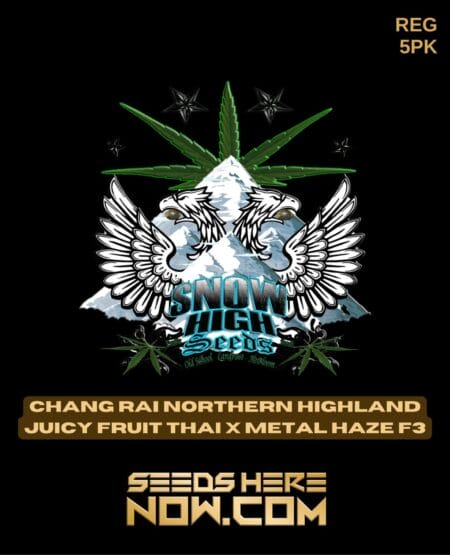 Snow High Seeds - Chang Rai Northern Highland Juicy Fruit Thai X Metal Haze F3 {reg} [5pk]