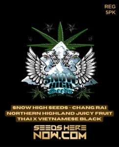 Chang rai northern highland juicy fruit thai x vietnamese black (regular) - snow high seeds