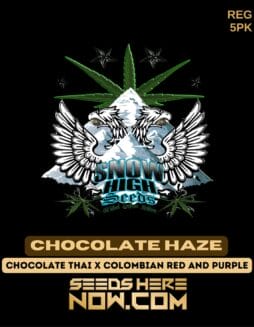 Snow High Seeds - Chocolate Haze {REG} [5pk]Snow High Seeds - Chocolate Haze {reg} [5pk]