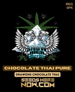 Chocolate thai pure (regular) - snow high seeds