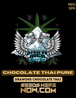 Snow High Seeds - Chocolate Thai Pure {REG} [5pk]Snow High Seeds - Chocolate Thai Pure {reg} [5pk]