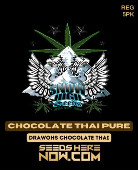 Snow High Seeds - Chocolate Thai Pure {reg} [5pk]