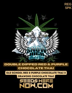 Snow High Seeds - Double Dipped Red & Purple Chocolate Thai {REG} [5pk]Snow High Seeds - Double Dipped Red & Purple Chocolate Thai {REG} [5pk]