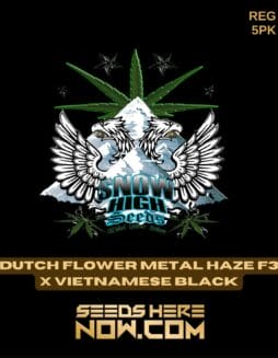Snow High Seeds - Dutch Flower Metal Haze F3 x Vietnamese Black {REG} [5pk]Snow High Seeds - Dutch Flower Metal Haze F3 X Vietnamese Black {reg} [5pk]