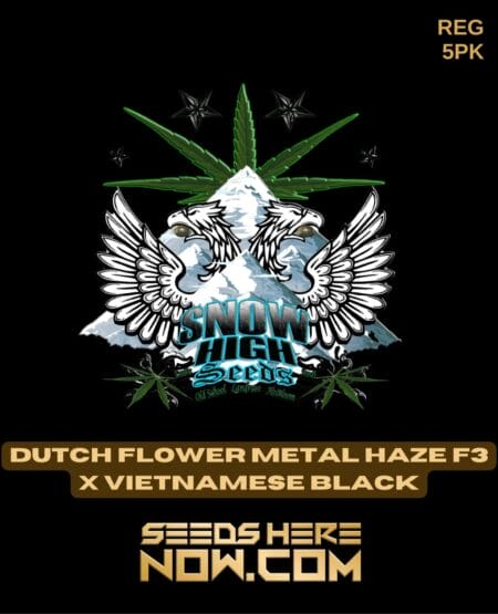 Snow High Seeds - Dutch Flower Metal Haze F3 X Vietnamese Black {reg} [5pk]