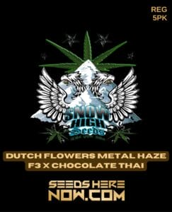 Dutch Flowers Metal Haze F3x Chocolate Thai (Regular) - Snow High Seeds