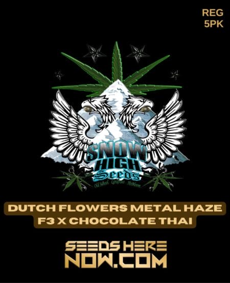 Snow High Seeds - Dutch Flowers Metal Haze F3 X Chocolate Thai Reg 5pk