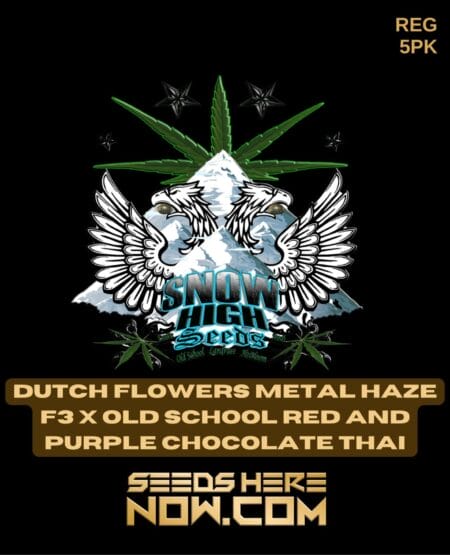 Snow High Seeds - Dutch Flowers Metal Haze F3 X Old School Red and Purple Chocolate Thai {reg} [5pk]