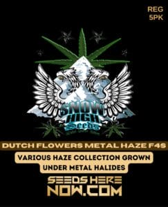 Dutch flowers metal haze f4s (regular) - snow high seeds