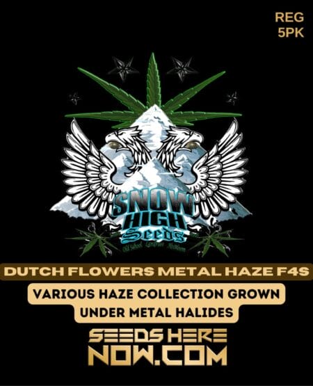 Snow High Seeds - Dutch Flowers Metal Haze F4s {reg} [5pk]