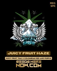 Juicy fruit haze (regular) - snow high seeds