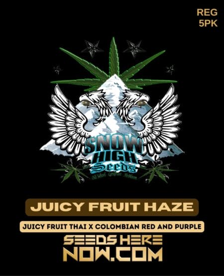 Snow High Seeds - Juicy Fruit Haze {reg} [5pk]