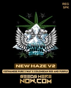 New Haze V2 (regular) - Snow High Seeds