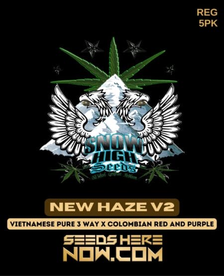 Snow High Seeds - New Haze V2 Reg 5pk