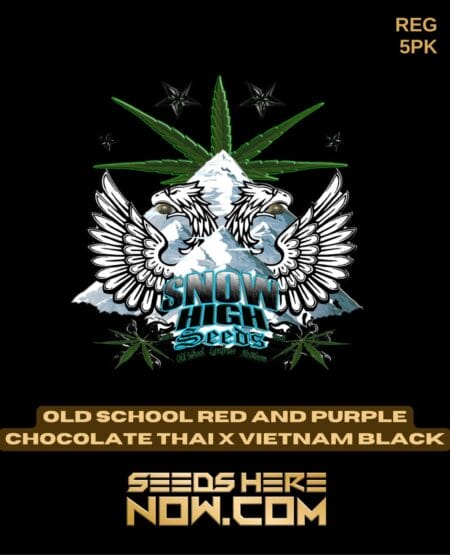 Old School Red and Purple Chocolate Thai X Vietnam Black (regular) - Snow High Seeds