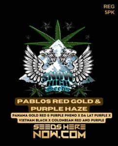 Pablos red gold & purple haze (regular) - snow high seeds