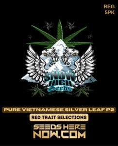 Pure Vietnamese Silver Leaf P2 (Regular) (space) Snow High Seeds