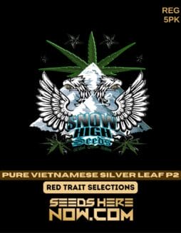 Snow High Seeds - Pure Vietnamese Silver Leaf P2 {REG} [5pk]Snow High Seeds - Pure Vietnamese Silver Leaf P2 REG 5pk