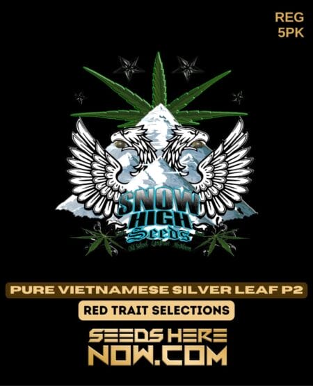 Snow High Seeds - Pure Vietnamese Silver Leaf P2 Reg 5pk