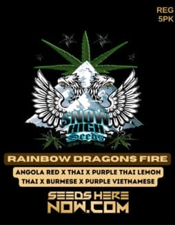 Snow High Seeds - Rainbow Dragons Fire {REG} [5pk]Snow High Seeds - Rainbow Dragons Fire {REG} [5pk]