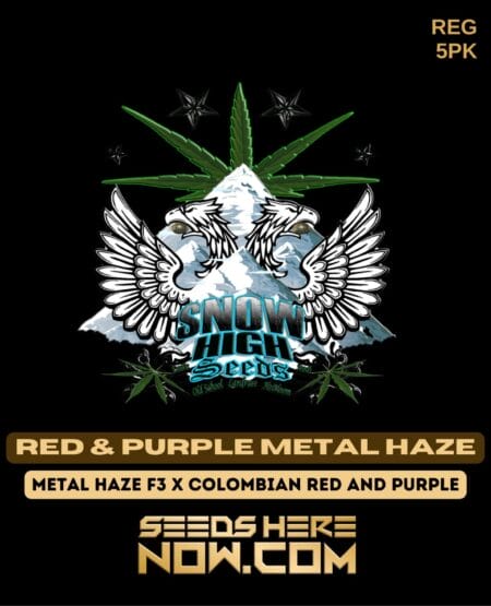 Snow High Seeds - Red & Purple Metal Haze {reg} [5pk]