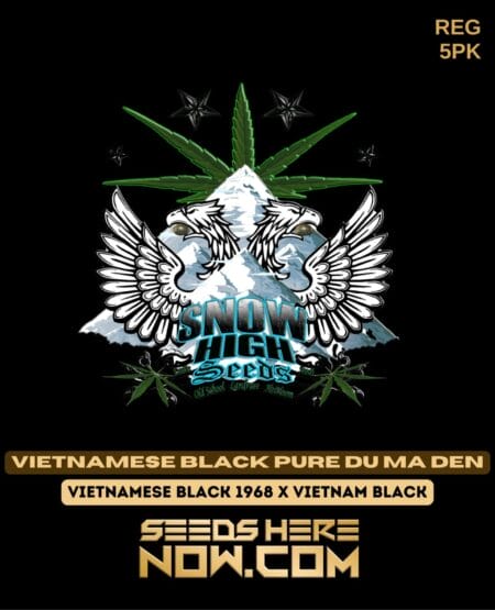 Vietnamese black pure du ma den (regular) - snow high seeds