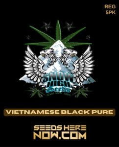 Vietnamese black pure (regular) - snow high seeds