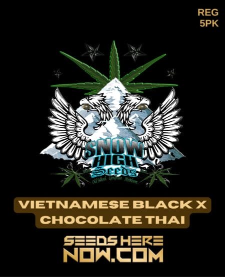 Vietnamese Black x Chocolate Thai (Regular) (space) Snow High Seeds