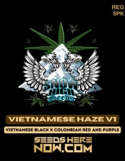 Snow High Seeds - New Haze v1 {REG} [5pk]Snow High Seeds - Vietnamese Haze V1 Reg 5pk