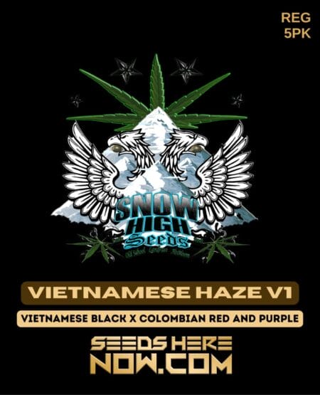 Vietnamese Haze V1 (regular) - Snow High Seeds
