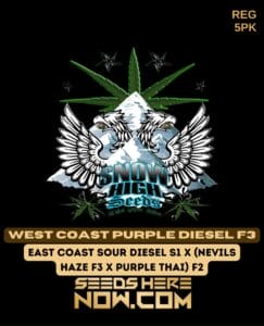 West coast purple diesel f3(regular) - snow high seeds