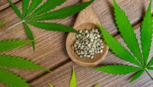 How To Spot Low-Quality Cannabis Seeds