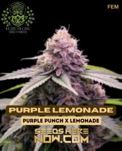 Purple Lemonade S1 (feminized) - Elite Clone Seed Company