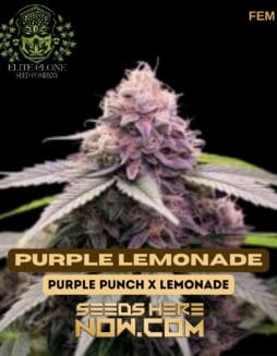 Elite Clone Seed Company - Purple Lemonade {FEM}Elite Clone Seed Company - Purple Lemonade {fem}