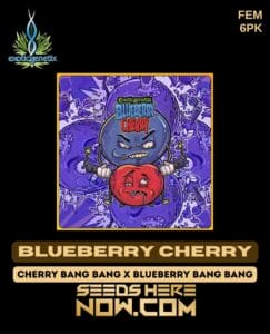 Blueberry Cherry (feminized) - Exotic Genetix