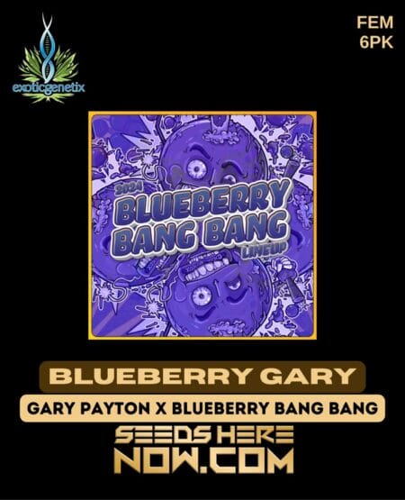 Exotic Genetix - Blueberry Gary {fem} [6pk]