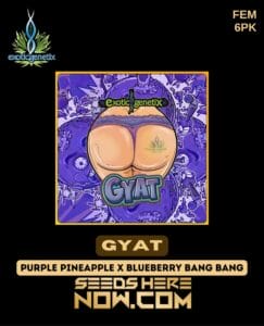 Gyat (feminized) - Exotic Genetix