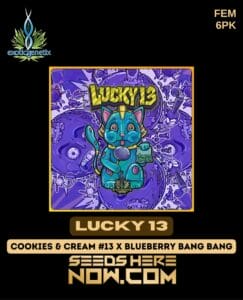 Lucky 13 (feminized) - Exotic Genetix