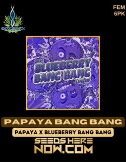 Exotic Genetix - Papaya Bang Bang {FEM} [6pk]Exotic Genetix - Papaya Bang Bang {FEM} [6pk]