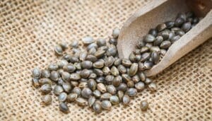 Affordable Feminized Seeds for Thrifty Cultivation