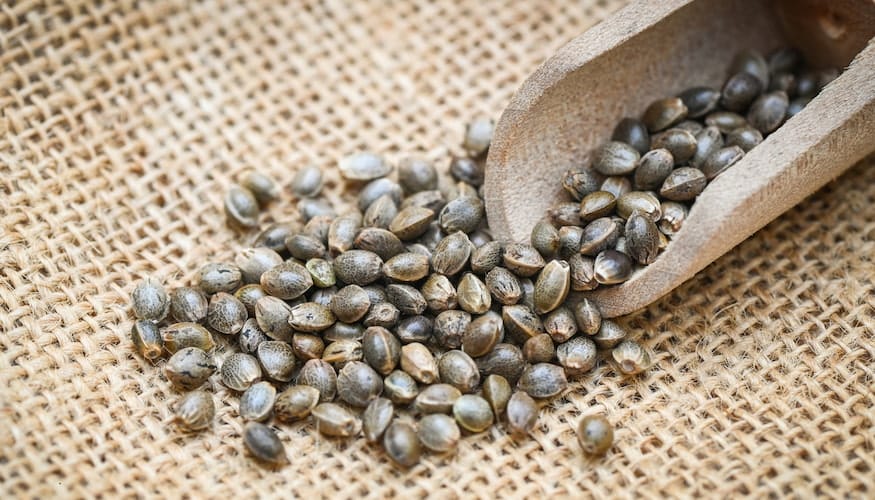 Affordable Feminized Seeds for Thrifty Cultivation