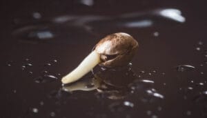 How To Buy Cannabis Seeds Legally: A Simple Guide