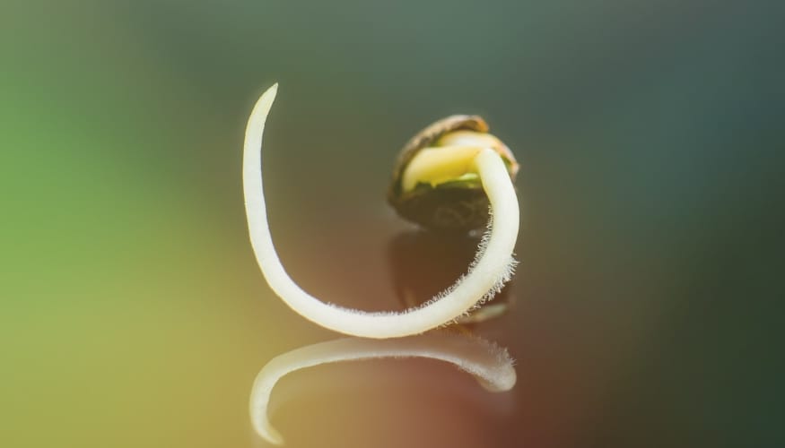 Cannabis Sprout