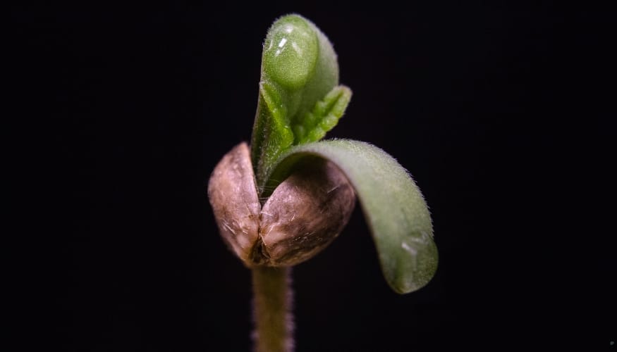 How To Identify High-Quality Cannabis Seeds