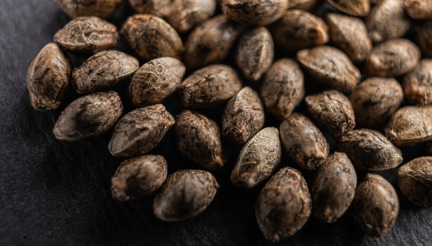 How to Identify High-quality Cannabis Seeds