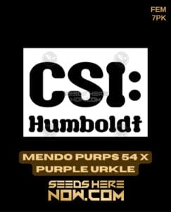 Mendo Purps 54 X Purple Urkle (feminized) - Csi Humboldt