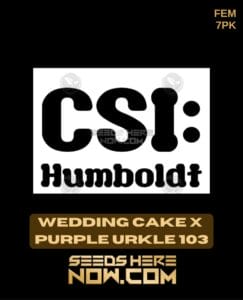 Wedding Cake X Purple Urkle 103 (feminized) - Csi Humboldt