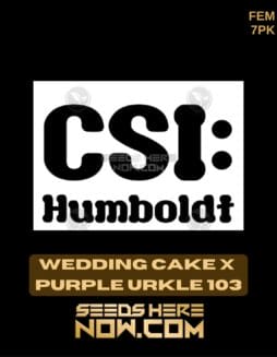 CSI Humboldt - Wedding Cake x Purple Urkle 103 {FEM} [7pk]CSI Humboldt - Wedding Cake x Purple Urkle 103 {FEM} [7pk]