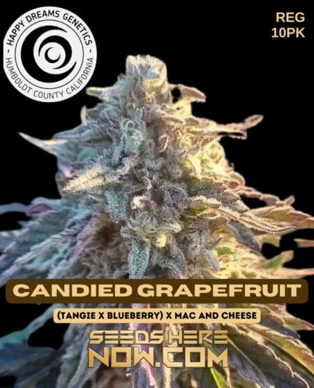 Candied grapefruit (regular) - happy dreams genetics